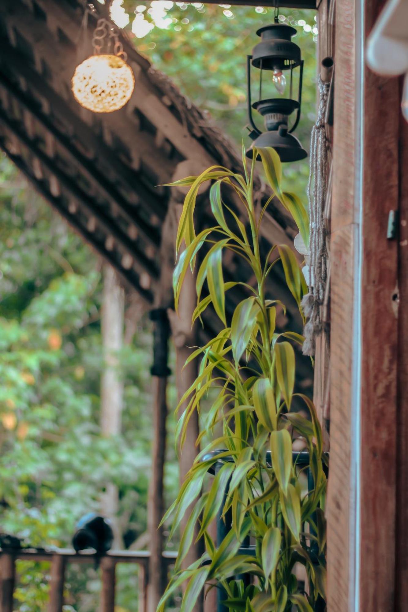 Hostal Tree House 埃拉 外观 照片